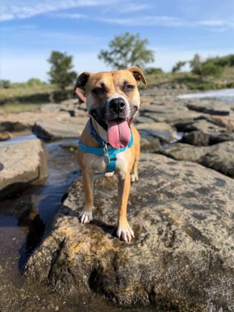 Venus - Staffordshire Bull Terrier