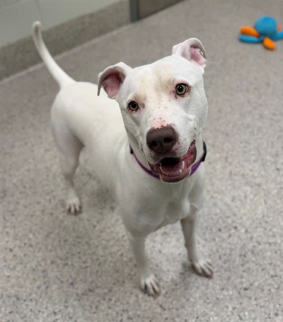 Princess - Pit Bull Terrier