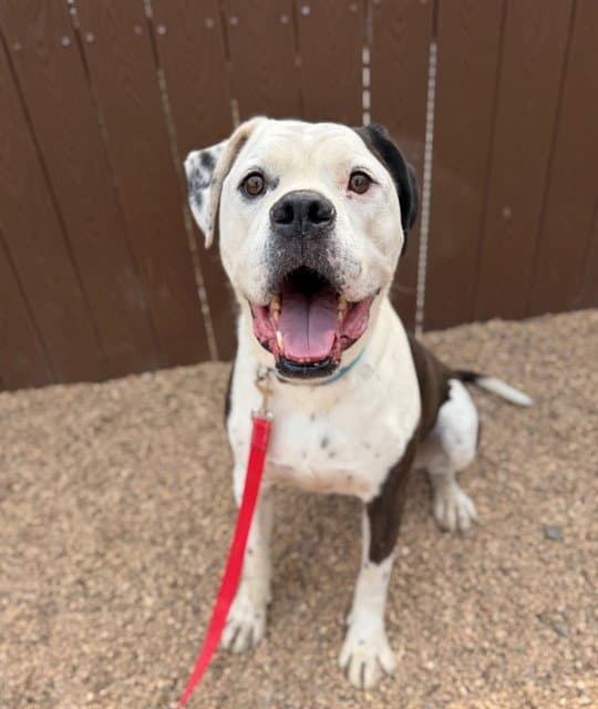 Jester - American Bulldog