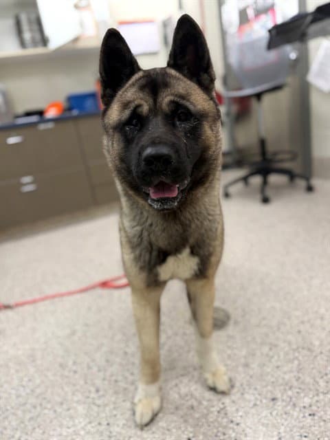 Margret - Akita