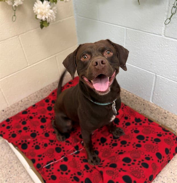 Kylo - Labrador Retriever