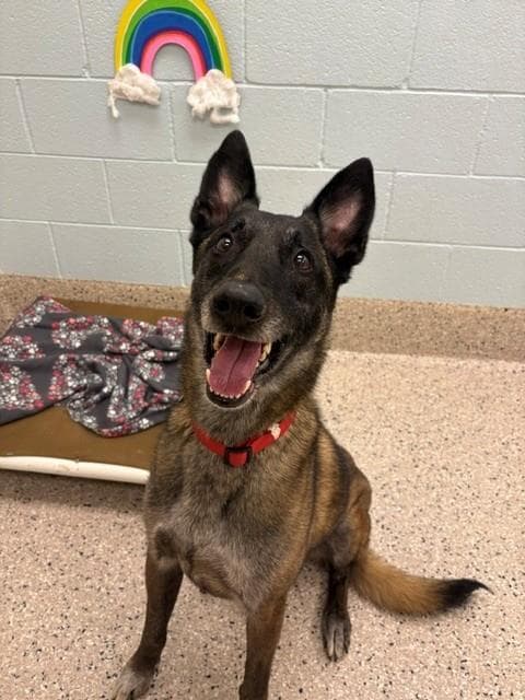 Cairo - Belgian Shepherd Malinois