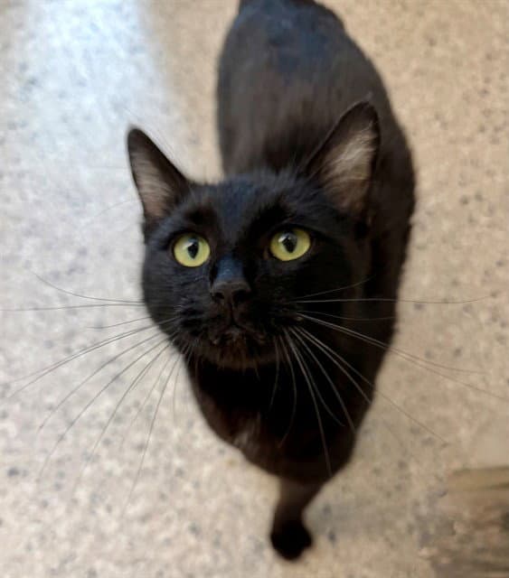 Billy Jean - Domestic Medium Hair