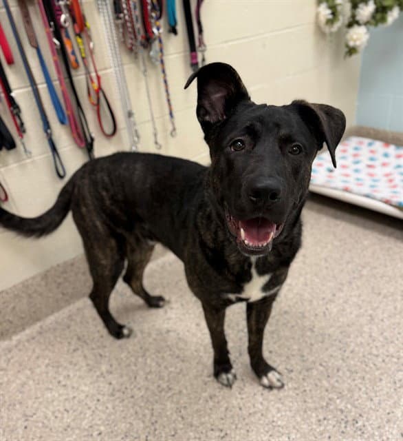 Oso - Dutch Shepherd