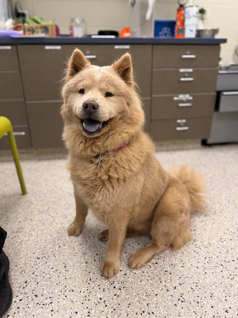 Evelyn - Chow Chow