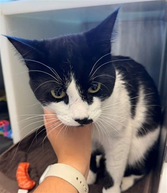 Soloman - Domestic Short Hair