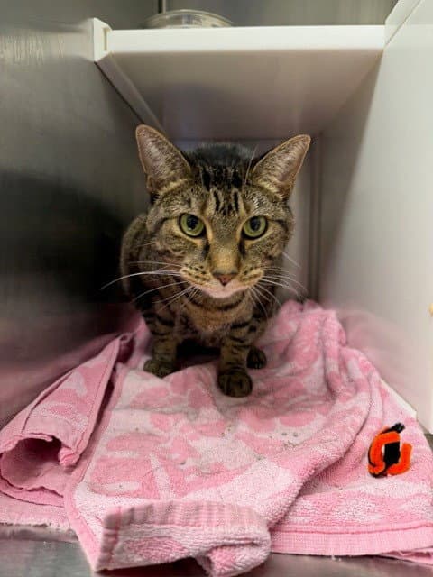 Butterscotch - Domestic Short Hair