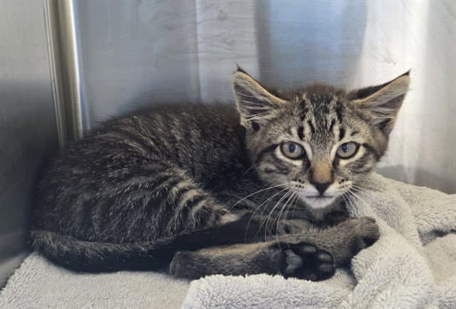 Tommy Mcmeowkins - Domestic Medium Hair
