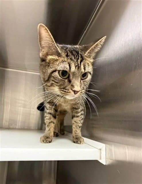 Zuri - Domestic Short Hair