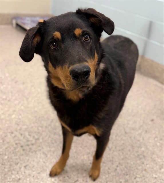 Larry - Rottweiler