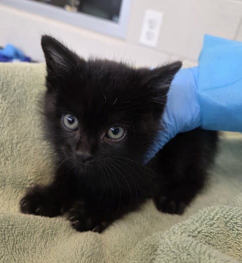 Jinu - Domestic Medium Hair