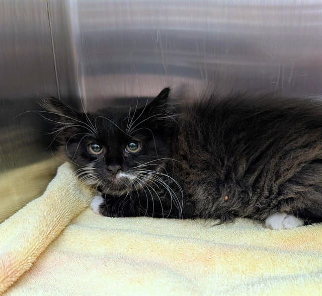 Maggie - Domestic Long Hair