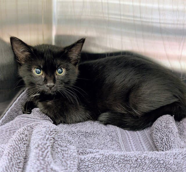 Sparkle - Domestic Medium Hair