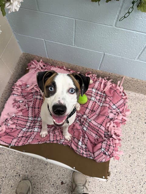 Athena - Pit Bull Terrier