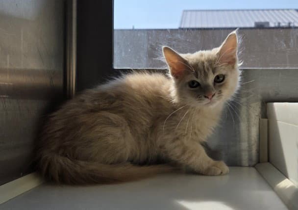 Barnabus - Domestic Long Hair
