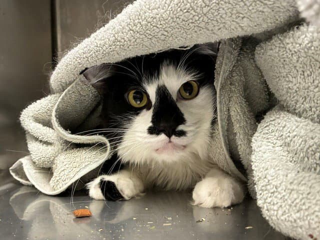 Oreo - Domestic Long Hair