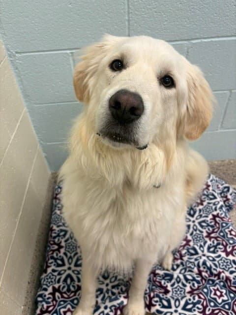 June - Great Pyrenees