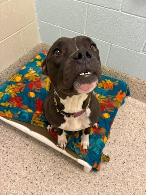 Nena - Pit Bull Terrier