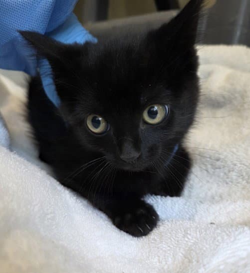 Archie - Domestic Short Hair