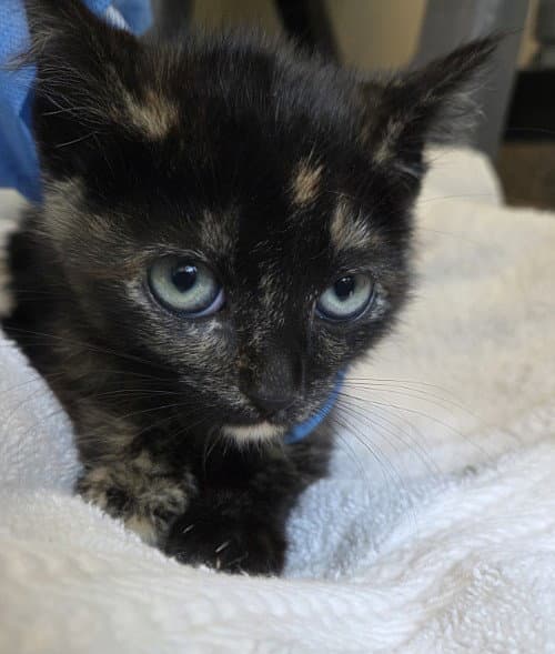 Veronica - Domestic Short Hair