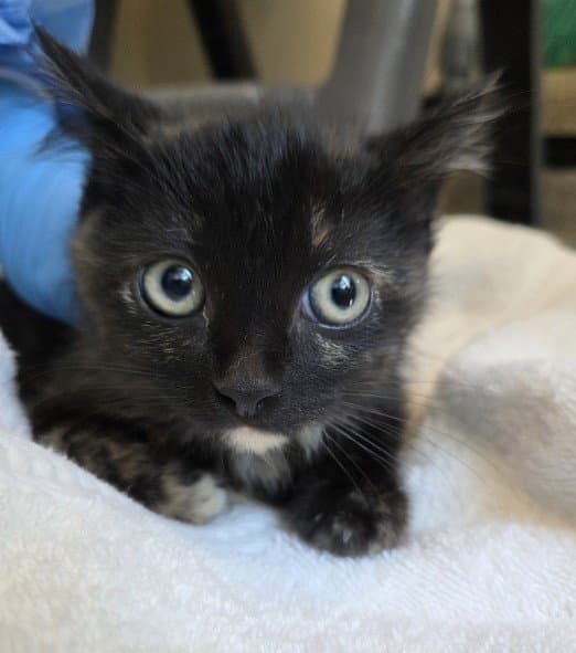 Betty - Domestic Short Hair