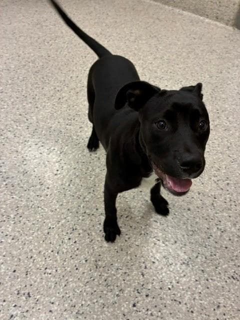 Journey - Labrador Retriever