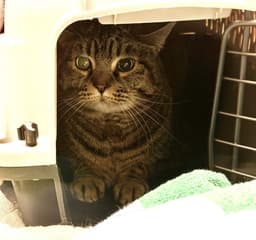 Coco image 1