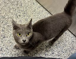 Tiabeanie image 1