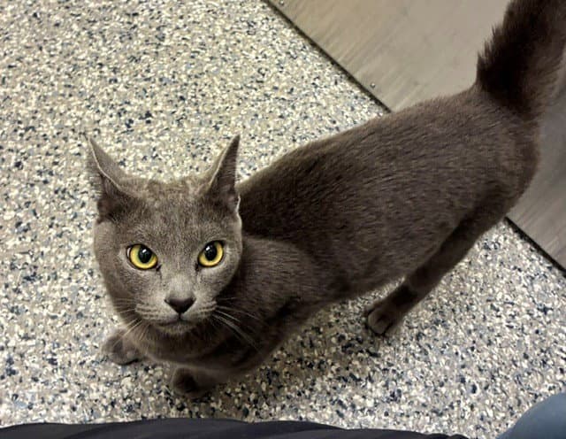 Tiabeanie - Domestic Short Hair