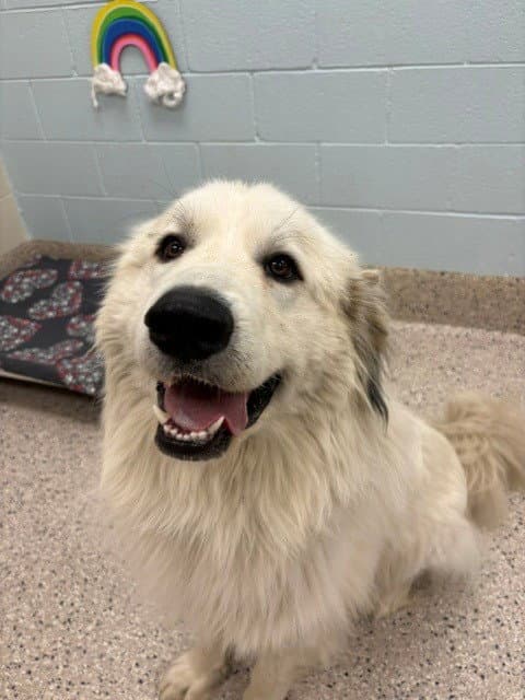 Flapjack - Great Pyrenees
