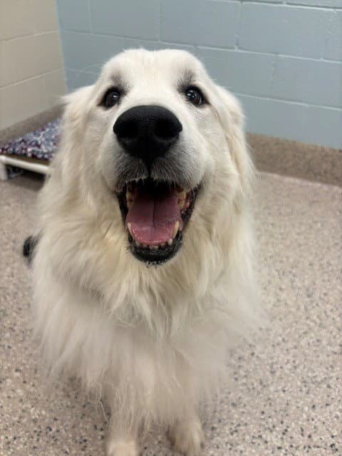 Lilo - Great Pyrenees