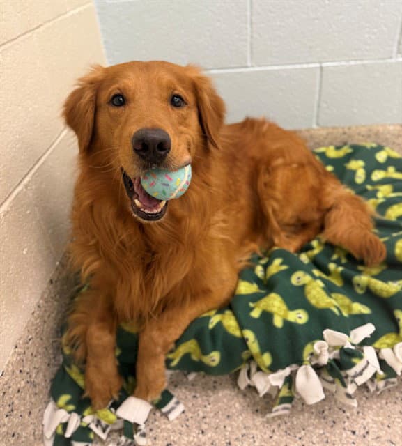 Jax - Golden Retriever
