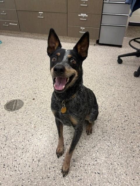 Hammock - Australian Cattle Dog/Blue Heeler