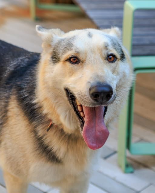 Cub - German Shepherd Dog