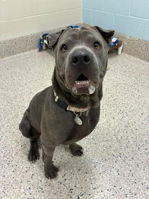 Jada - Chinese Shar-Pei