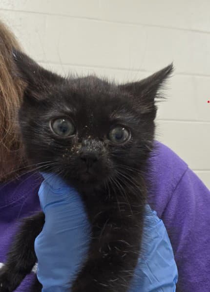 Emby - Domestic Short Hair