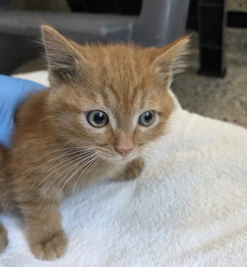Miles - Domestic Short Hair