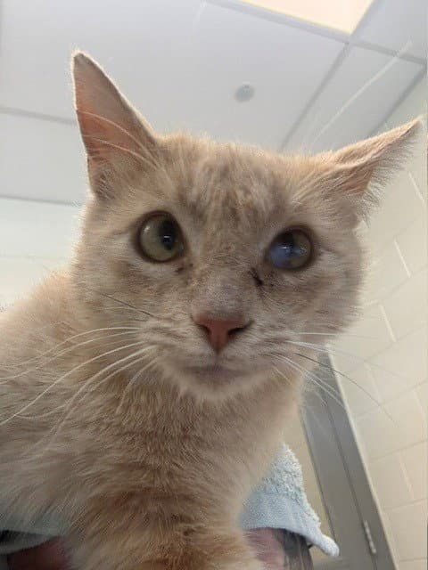 Pip - Domestic Short Hair