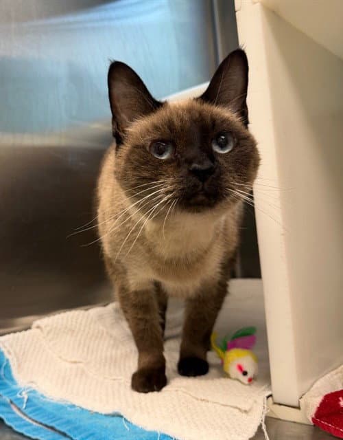 Misha - Siamese