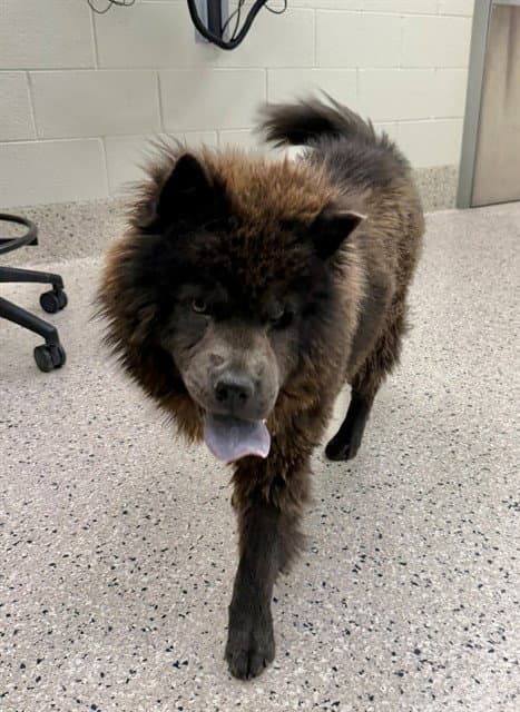 Buffy - Chow Chow