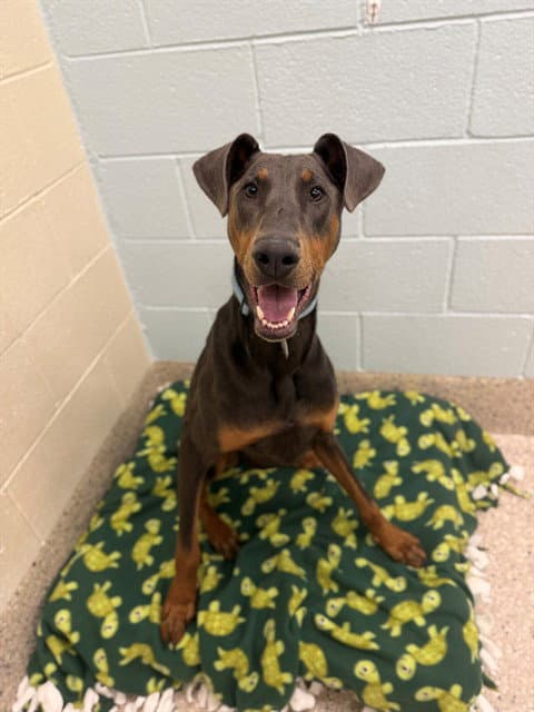 Hugo - Doberman Pinscher