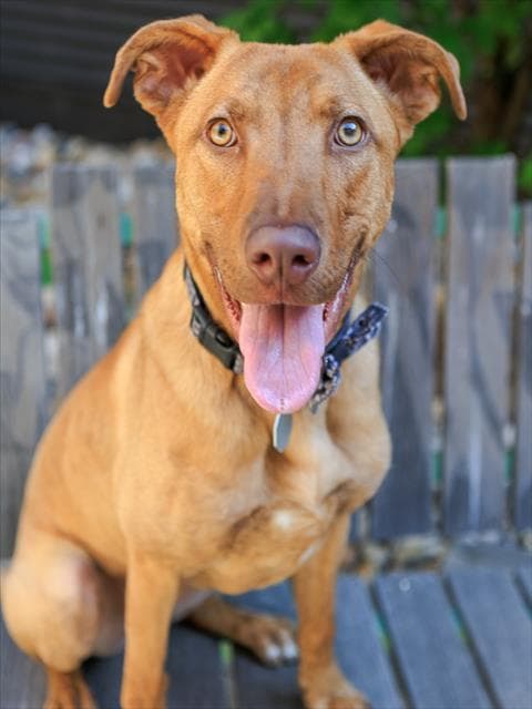 Bella - American Pit Bull Terrier