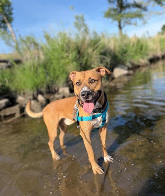 Scooby Doo - Black Mouth Cur