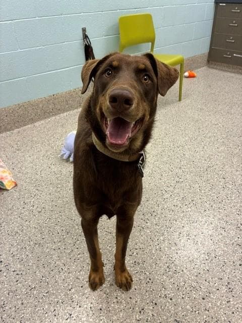Oso Bear - Doberman Pinscher