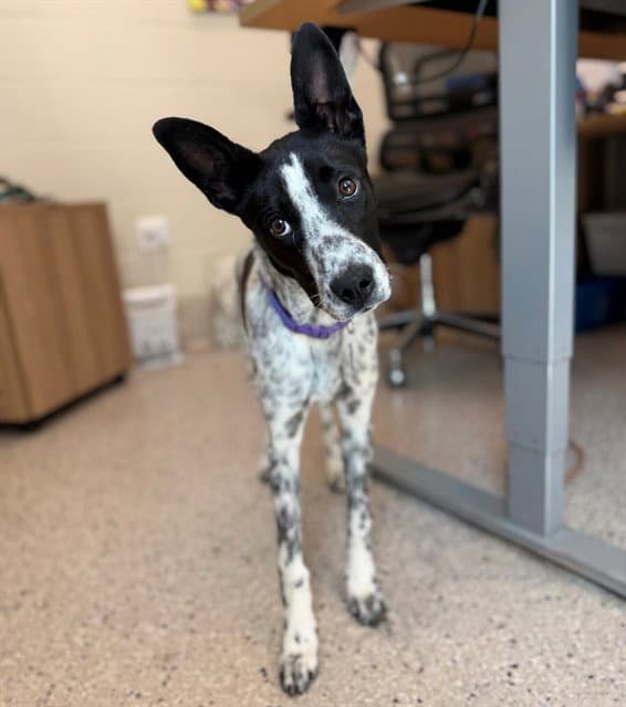 Summer - Australian Cattle Dog/Blue Heeler