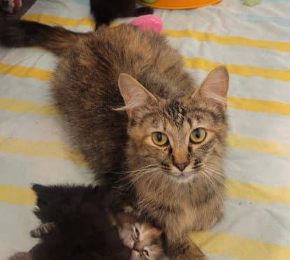 Winnie - Domestic Medium Hair