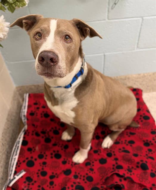 Raiden - American Staffordshire Terrier