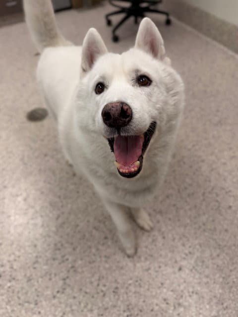 Burger - Siberian Husky