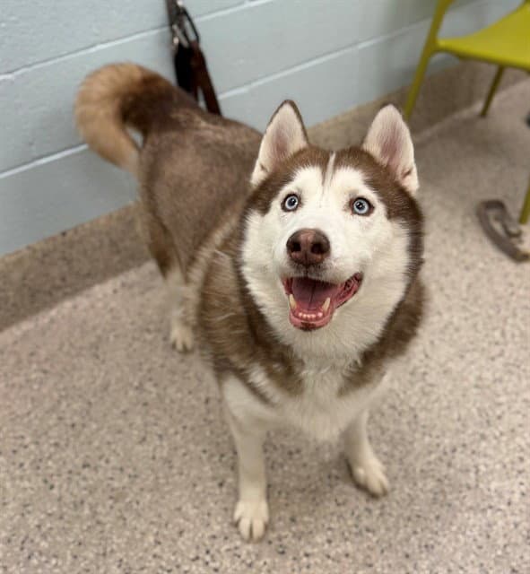 Sweetie - Siberian Husky