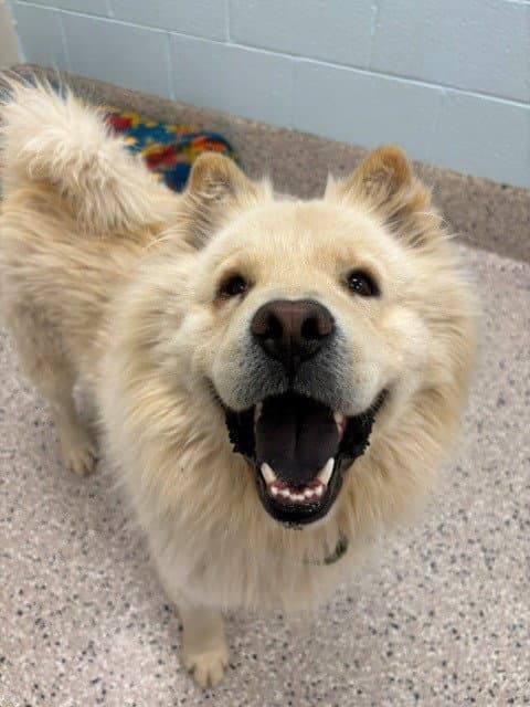 Bao Bao - Chow Chow